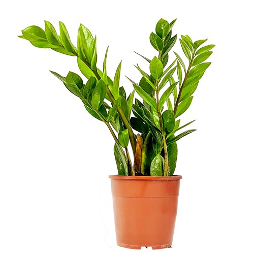 Zamia Mini (Zamioculcas Zamiifolia)