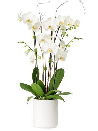 3 Dal Phalaenopsis Beyaz Saksıda