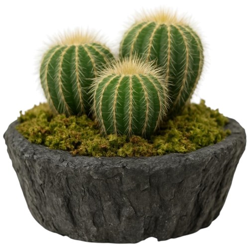 Aporocactus Kaktüs Serisi