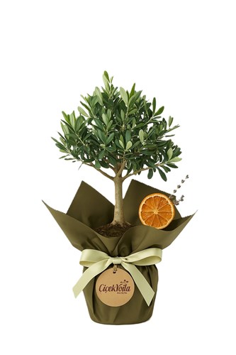 Asırlık Anlam Yüklü Bonsai Zeytin Ağacı