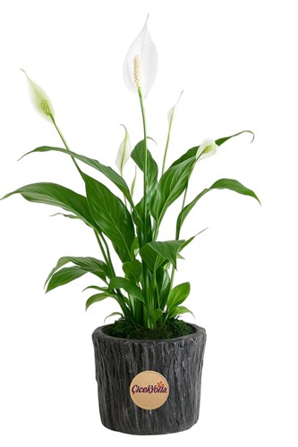Barış Çiçeği (Spathiphyllum)