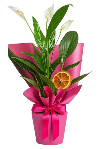 Barış Çiçeği Spathiphyllum
