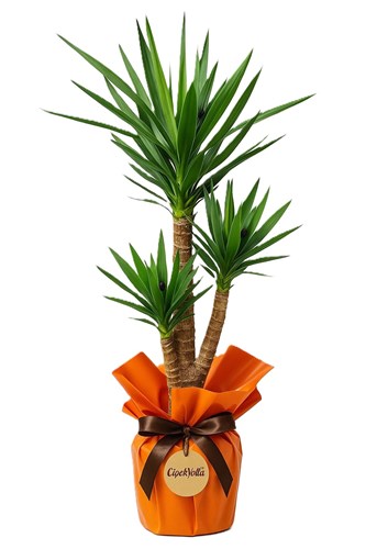 Dracaena (Dresena) Bitkisi Özel Ambalajlı