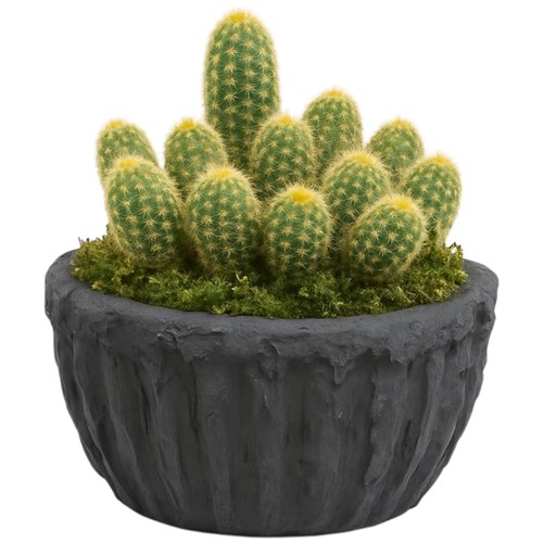 Ferocactus Kaktüs Serisi