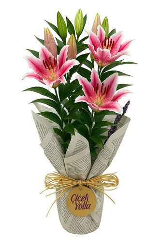Gazete Ambalajlı Pembe Lilyum