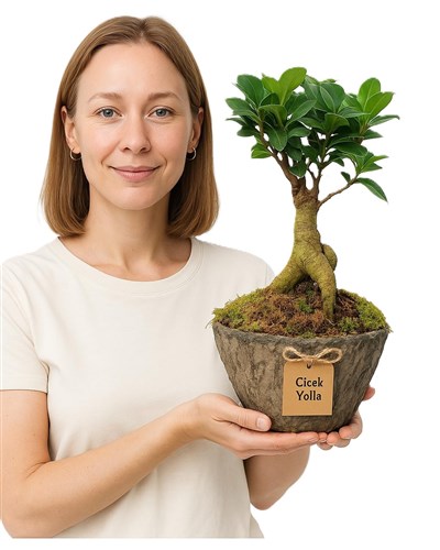 Ginseng Bonsai