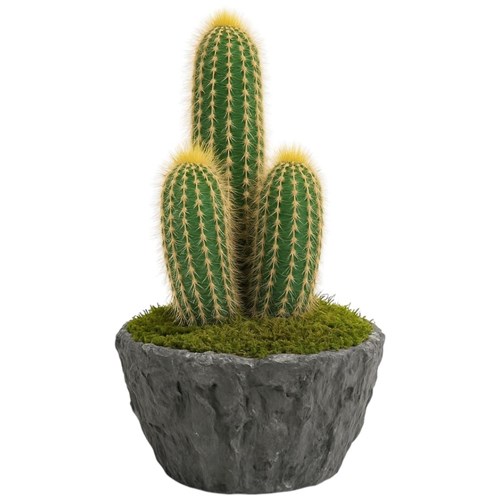 Lemairocereus Kaktüs Serisi