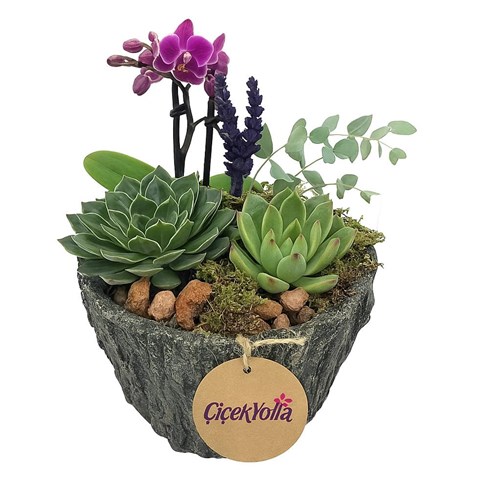 Mini Orkide ve Sukulent Aranjmanı