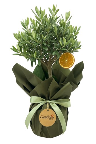 Mini Zeytin Ağacı