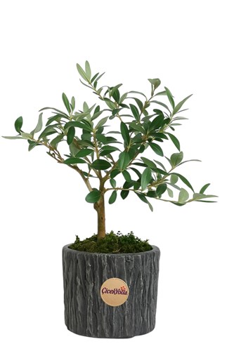 Mini Zeytin Ağacı