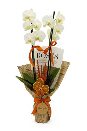 Phalaenopsis orkide