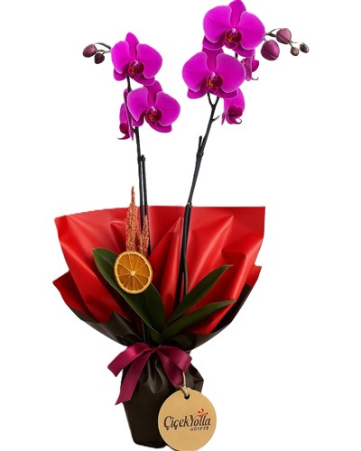 Purple Orchid Flowers