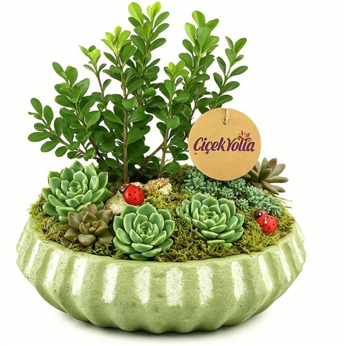 Saksıda Dekoratif Sukulent Bahçesi