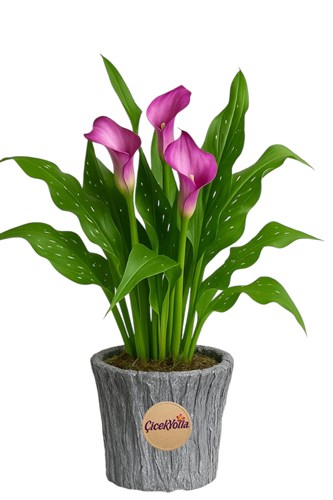 Saksıda Pembe Calla Lilyum