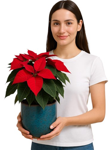 Seramik Saksıda Atatürk Çiçeği (Poinsettia)