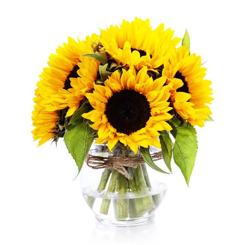 Sun Flower